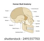 Diagram of Human Skull Anatomy