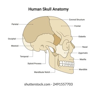 Diagram of Human Skull Anatomy