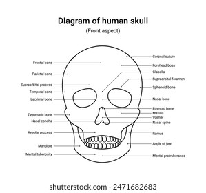 Diagram of human skull front aspect with line style