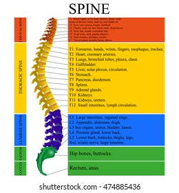 Spinal Cord Anatomy Images, Stock Photos & Vectors ... human anatomy labeled diagrams 