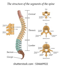 Diagram of a human spine with the name and description of all sections and segments of the vertebrae. Vector illustration. 