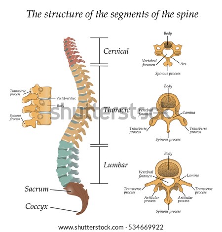 Diagram of a human spine with the name and description of all sections and segments of the vertebrae. Vector illustration. 