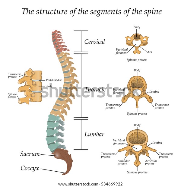 Diagram\
of a human spine with the name and description of all sections and\
segments of the vertebrae. Vector illustration.\
