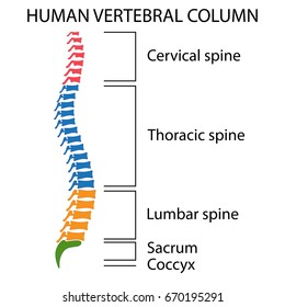 Diagram of a human spine with names of all sections of the vertebrae.