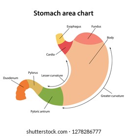 Diagram of human stomach segments with main parts colored and labeled. Vector illustration.   