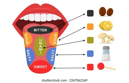 Diagram of human taste areas and taste receptors such as sweet, salty, umami, sour and bitter tastes and examples of foods that have similar tastes