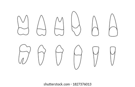 diagram human teeth. upper lower jaw. Central lateral incisors, canines, premolars, molars. look on the right side. Vector template isolated flat doodle realistic black outline white background icon