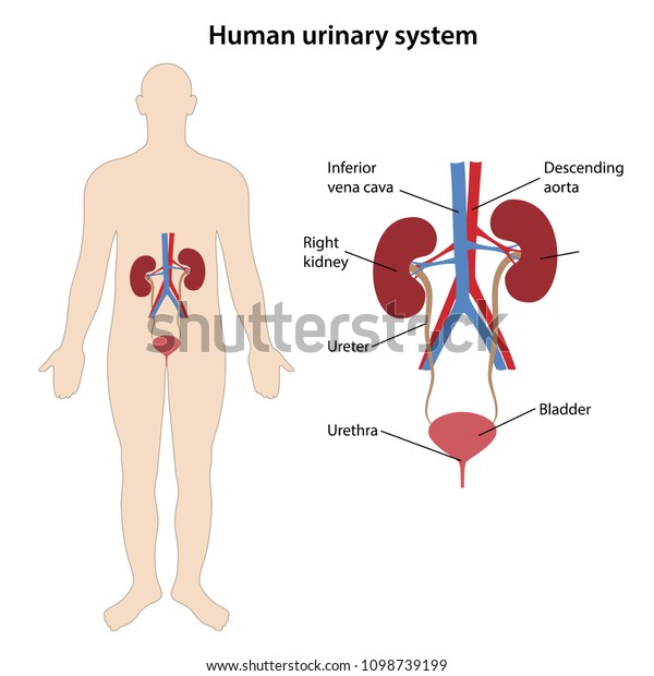 Diagram of human urinary system with main\
parts labeled. Vector illustration.\
