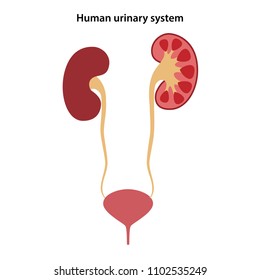 Diagram Human Urinary System Vector Illustration Stock Vector (Royalty ...