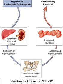 Hypoxaemia Images, Stock Photos & Vectors | Shutterstock