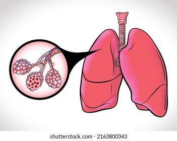 665 Structure alveolus Images, Stock Photos & Vectors | Shutterstock