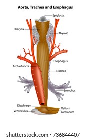 Diagram Illustrating Anatomic Relationships Between  Aorta, Trachea And Esophagus. Human Anatomy
