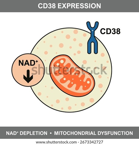 Diagram illustrating CD38 expression, NAD Plus depletion, and mitochondrial dysfunction, highlighting cellular aging and metabolic decline processes.