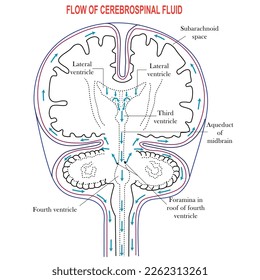 Diagram Illustrating Cerebrospinal Fluid CSF in the Brain,Ventricles in the Brain,Cerebrospinal fluid (CSF) is a clear fluid in the brain and spinal cord. immunological protection to the brain .