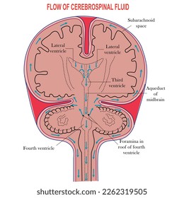 Diagram Illustrating Cerebrospinal Fluid CSF in the Brain,Ventricles in the Brain,Cerebrospinal fluid (CSF) is a clear fluid in the brain and spinal cord. immunological protection to the brain.