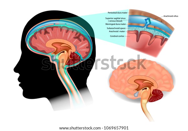 脳中枢神経系の脳脊髄液を示す図 脳構造 のベクター画像素材 ロイヤリティフリー