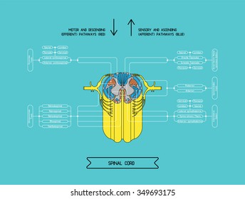Diagram illustrating the structure of the spinal cord. Made in vector. Easy recolor.