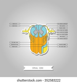 Diagram illustrating the structure of the spinal cord. Made in vector. Easy recolor.