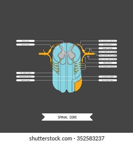 Diagram illustrating the structure of the spinal cord. Made in vector. Easy recolor.