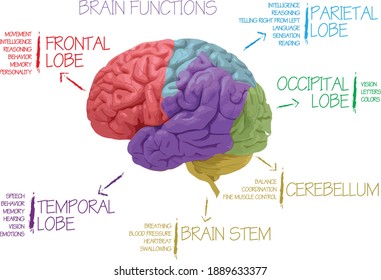 diagram and illustration of the functions of the brain and related areas