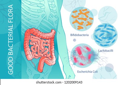 diagram illustration of the human colon.GOOD BACTERIAL FLORA. Hand drown isolated illustration, sketch.