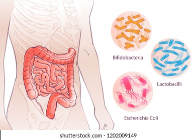 diagram illustration of the human colon.GOOD BACTERIAL FLORA. Hand drown isolated illustration, sketch.