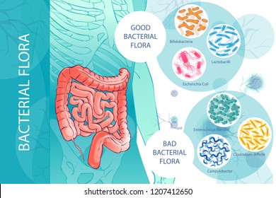 diagram illustration of the human colon.GOOD BACTERIAL FLORA. Hand drown isolated illustration, sketch vector