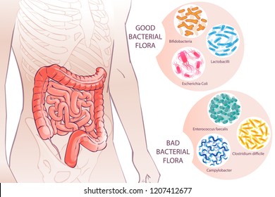 diagram illustration of the human colon.GOOD BACTERIAL FLORA. Hand drown isolated illustration, sketch vector