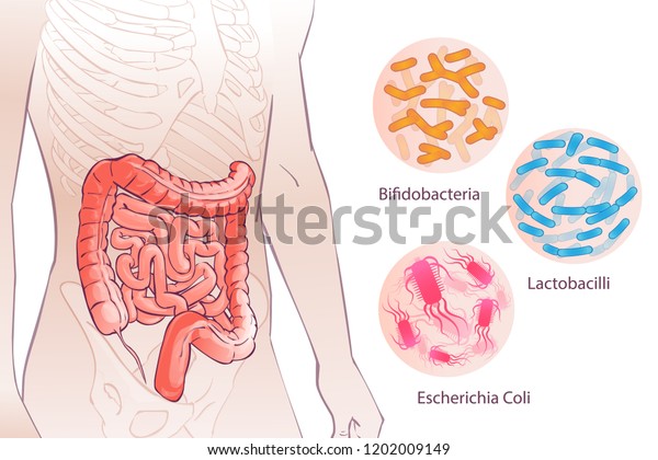 diagram illustration of\
the human colon.GOOD BACTERIAL FLORA. Hand drown isolated\
illustration, sketch.