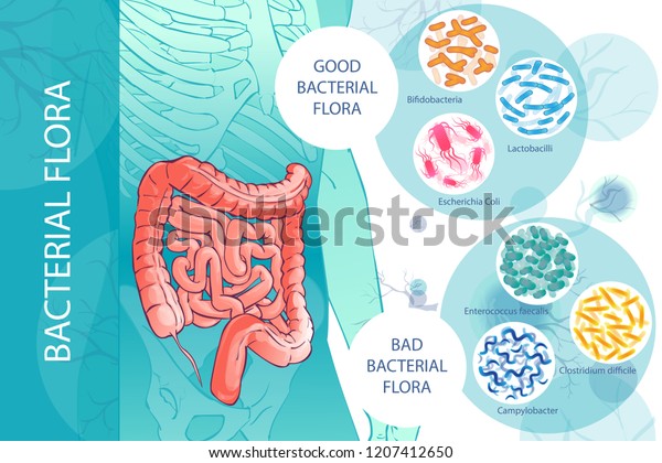 Diagram Illustration Human Colongood Bacterial Flora Stock Vector ...