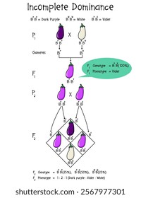 Diagram of Incomplete Dominance with Eggplant, law of segregation, Dominance Infographic Diagram, Genetic science education, vector illustration. 