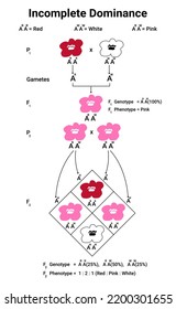 Diagram of Incomplete Dominance with flower, law of segregation, vector illustration. 