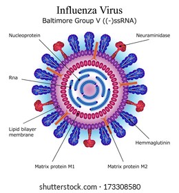 Diagram Of Influenza Virus Particle Structure. Vector Colorful Schema Of Flu Exciter With And Annotations On White Background. Realistic Illustration For Cold Infographic Or Web Site