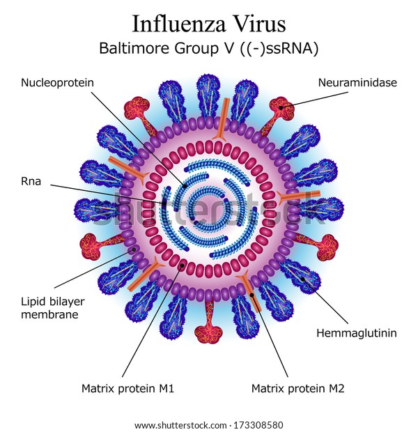 Diagram Influenza Virus Particle Structure Vector Stock Vector (Royalty ...