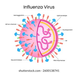Diagram of Influenza Virus Structure