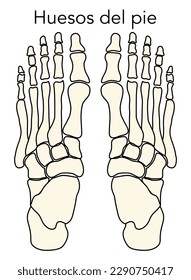 Diagram or infographic of the bones that make up a foot from an aerial view