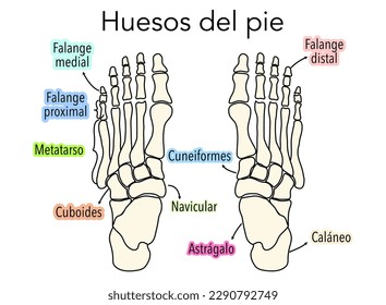 Diagram or infographic of the bones that make up a foot from an aerial view with names