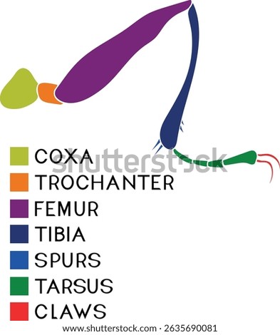 Diagram of insect leg. Structure of a typical insect leg for biology lesson