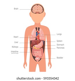 Diagram internal organs. Anatomy of human body. Vector illustration isolated on white background for medical poster