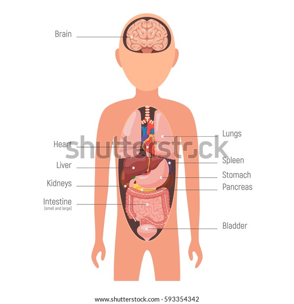Body Organs Location Chart