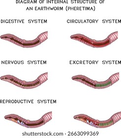 Diagrama da estrutura interna de uma minhoca (sistemas circulatório, digestivo, reprodutivo, nervoso, excretor) para lições de biologia
