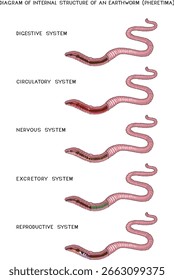 Diagrama da estrutura interna de uma minhoca (sistemas circulatório, digestivo, reprodutivo, nervoso, excretor) para lições de biologia
