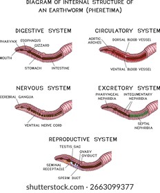 Diagrama da estrutura interna de uma minhoca (sistemas circulatório, digestivo, reprodutivo, nervoso, excretor) para lições de biologia
