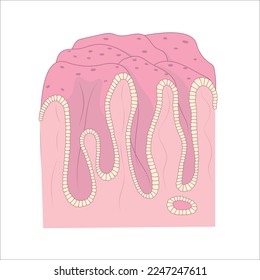 Diagram of the internal surface of human stomach. Structure of digestive epithelium.