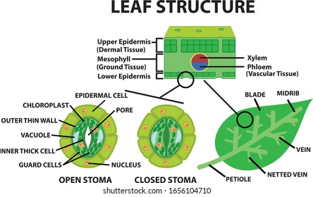 diagram of a leaf structure