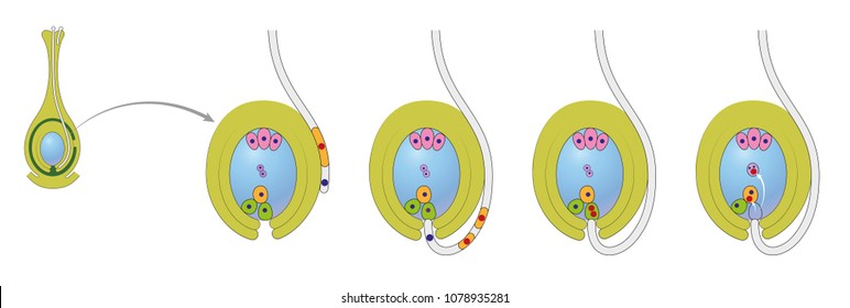 Diagram of life cycle of flowering plant with double fertilization