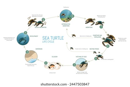 A diagram of the life cycle of a sea turtle. The diagram is circular and shows the different stages of the turtle's life, from hatching to adulthood. The image is informative and educational