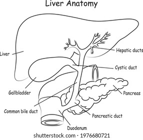 Anatomical Liver Drawing High Res Stock Images Shutterstock