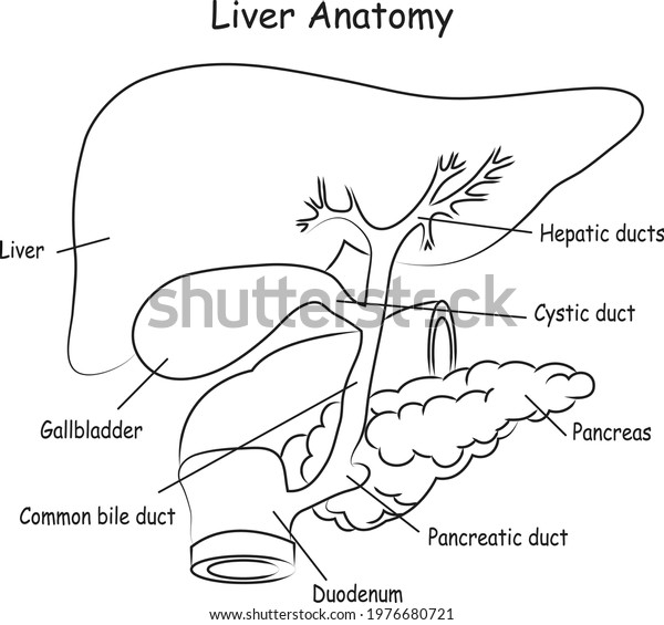 Diagram Liver Human Liver Anatomy Easy Stock Vector Royalty Free