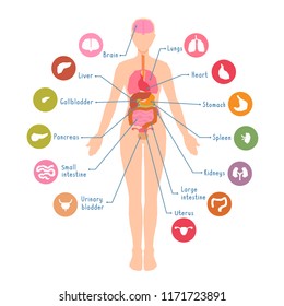 Diagram of the major human body internal organs. Visual, teaching aid, study guide. Inside anatomical structure system. Vector illustration isolated from the white background. Flat simple design style